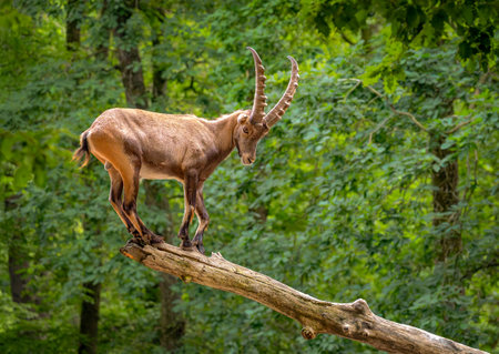 Image of an Alpine Ibex (Capra ibex) standing on a branch.の写真素材