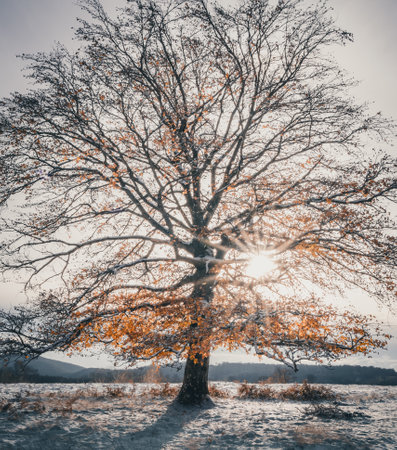 Autumn tree in the snow on a bright sunny day. Toned.