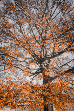 Autumn tree with orange leaves in the park. Nature background.