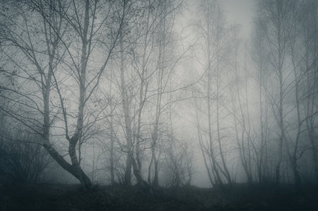 Mysterious foggy forest with bare tree trunks. Dark autumn landscape.の写真素材