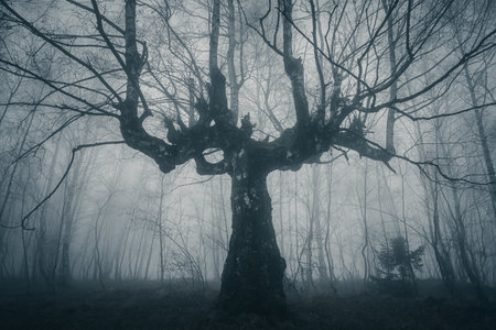 Old tree in the foggy forest. Halloween concept. Toned.