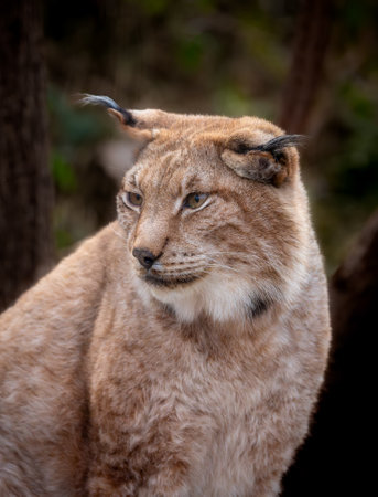 Close-up portrait of a Eurasian lynx (Felis lynx)の写真素材