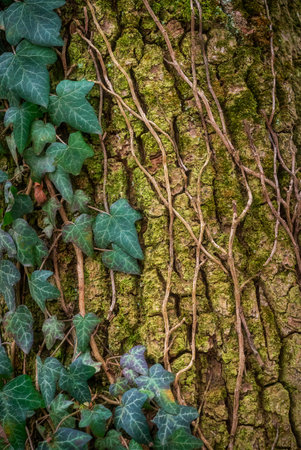 Ivy on the bark of an old tree. Natural background.の写真素材