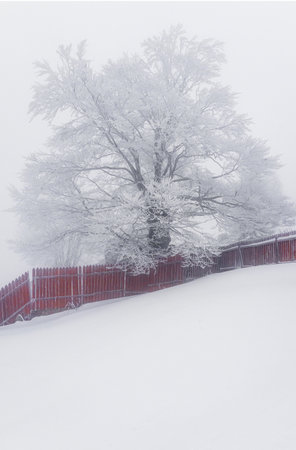 Winter landscape with snow covered trees and wooden fence.の写真素材
