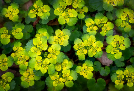 Full frame close-up of Alternate Leaved Golden Saxifarge flowers (Chrysosplenium alternifolium).の写真素材