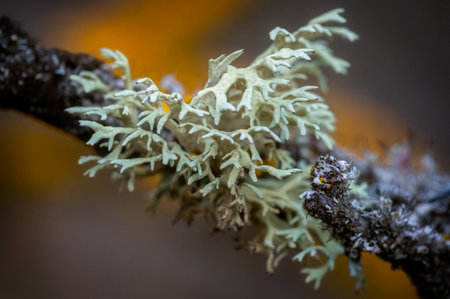 Close-up of lichen on a tree branch with blurred background.の写真素材