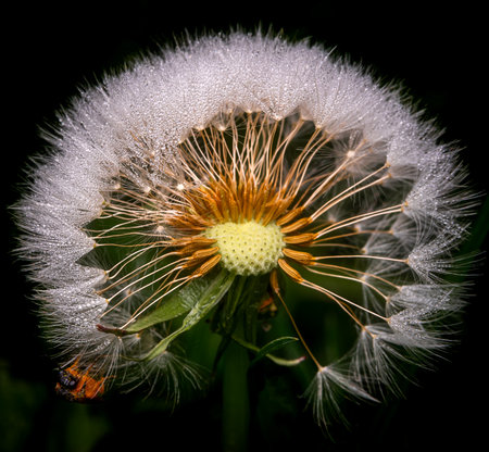 Dandelion with dew drops on a black background. Macro