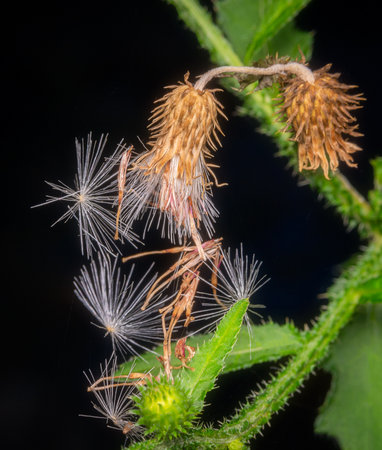 Close-up image of dandelion seeds and dry thistle on black background.の写真素材