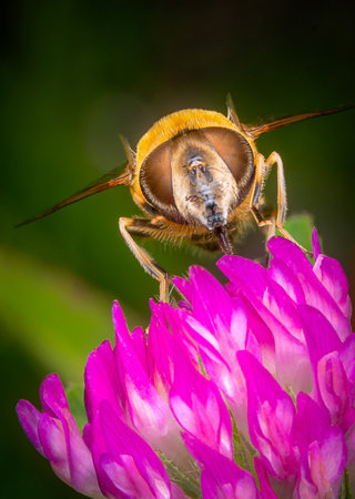 Macrophotography of a common Drone Fly (Eristalis tenax) on a pink flower.