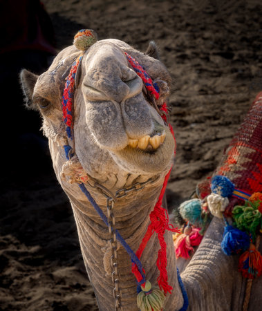 Close-up portrait of a smiling camel in the arabian desert.の写真素材