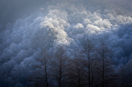 Trees covered with hoarfrost and snow in winter forest.の写真素材