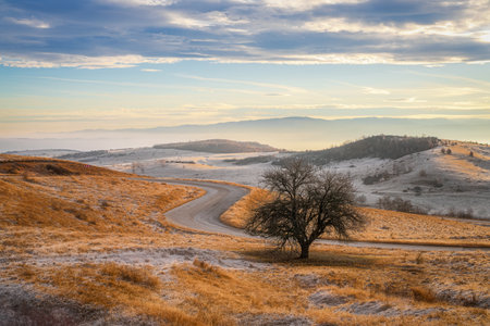 Beautiful winter landscape with lonely tree on the hillside at sunrise.の写真素材