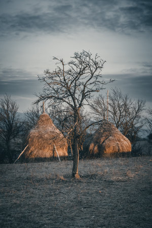 Rural landscape with haystacks and bare trees in the morning.の写真素材