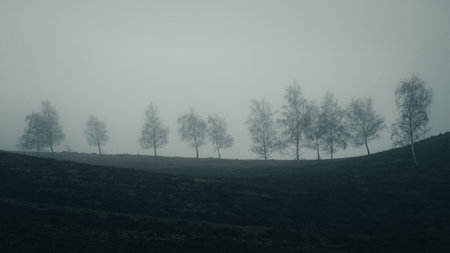 Lonely trees on the hillside in a foggy day.
