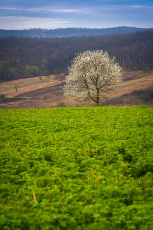 Lonely tree in bloom on a green field in springtime.の写真素材