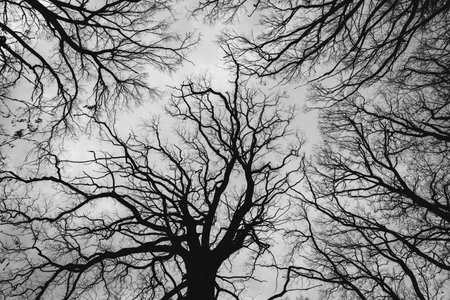 Black and white photo of bare tree branches on a cloudy sky background.の写真素材