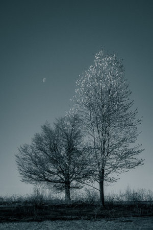 Monochrome landscape with silhouettes of trees on a clear sky.の写真素材