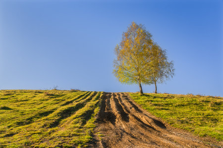 Trees on a hillside in a sunny day .の写真素材