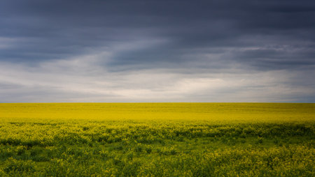 Clouds over a field of yellow colza before a thunderstorm.の写真素材