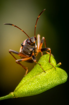 Macrophotography of a Dirt-colored Seed Bug (Boesus quadripunctatus) on a green leaf with dark...