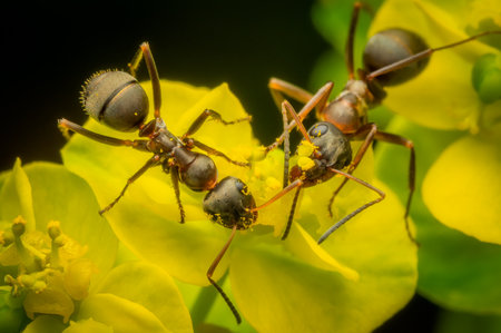 Macrophotography of a pair of ants on a yellow flower.の写真素材