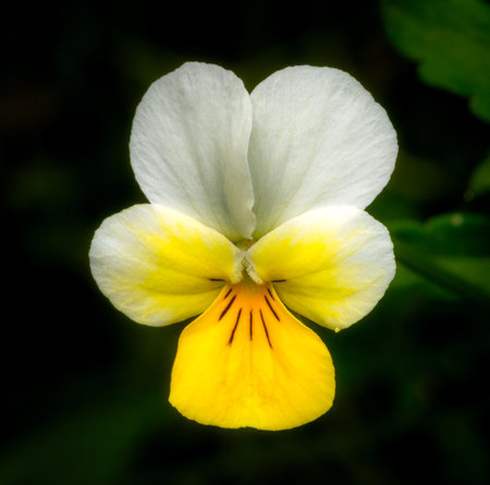 Close-up image of Mountain Pansy (Viola lutea) with natural background.の写真素材