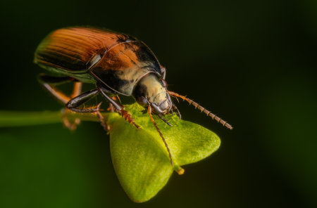 Macrophotography of a Common Sun Beetle (Amara aenea) on a green leaf and dark background.の写真素材