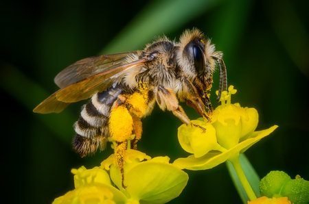 Macrophotography of a Short-fringed Mining Bee (Andrena dorsata) collecting pollen from a yellow...