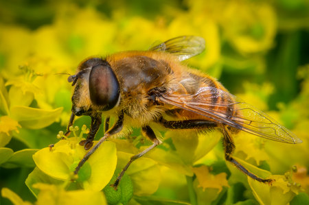 Macrophotography of a Common Drone Fly (Eristalis tenax) on yellow flowers in nature.の写真素材