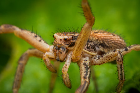 Macrophotography of a Crab Spider with green natural background.の写真素材