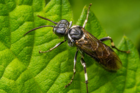 Macrophotography of a Sawfly (Macrophya) on a green leaf in nature.の写真素材