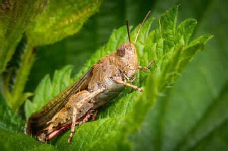 Macrophotography of a common field grasshopper on a green leaf in nature.の写真素材