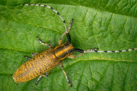 Macrophotography of a Golden-Bloomed Grey Longhorn Beetle (Agapanthia villosoviridescens) on a green leaf in nature.の写真素材