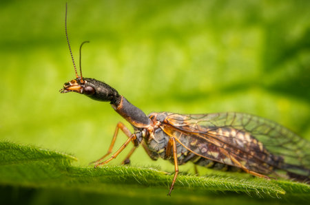 Macrophotography of a Snakefly (Raphidioptera) on a green leaf in nature.の写真素材