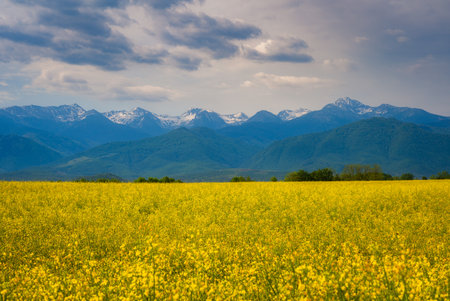 Beautiful spring landscape with yellow colza and snow-capped Carpathian mountains in the background.の写真素材
