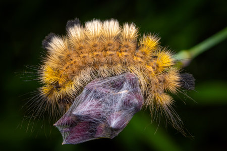 Macrophotography of colorful hairy caterpillar on a plant with dark background.の写真素材