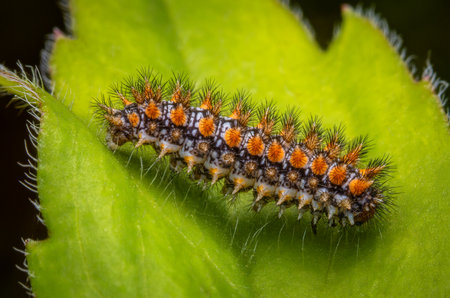 Macrophotography of  a colorful caterpillar of Spotted Fritillary Butterfly (Melitaea didyma) on a green leaf.の写真素材