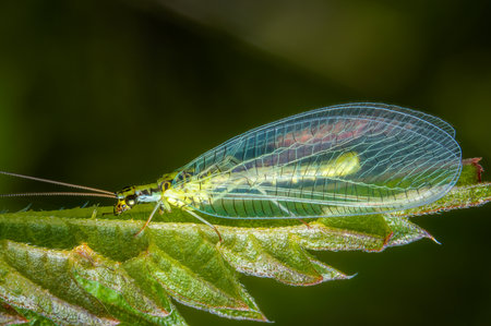 Macrophotography of a Green Lacewing (Chrysopa) on a green leaf in nature.の写真素材