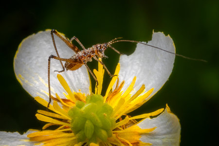 Macrophotography of a Katydid Nymph (Phaneroptera) on a white flower.の写真素材