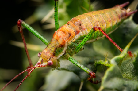 Image of a colorful grasshopper on natural background.