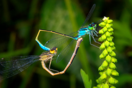 Close-up image of mating White-legged Damselflies (Platycnemis pennipes) on a green plant.の写真素材