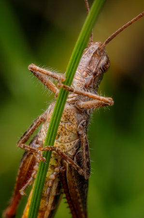 Macro portrait of a brown grasshopper on a blade of grass in nature.の写真素材
