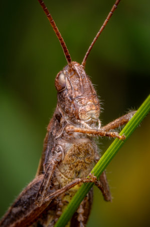 Macro portrait of a brown grasshopper on a blade of grass in nature.の写真素材