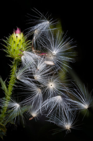 Close-up image of fluffy dandelion seeds and thistle flower on black background.の写真素材