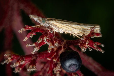 Macrophotography of a moth sitting on a branch of a plant.