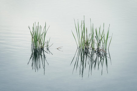 Reflection of tuft of green grass in the lake water. Abstract nature background.の写真素材