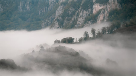 Foggy morning over the forest in the Carpathian mountains.の写真素材