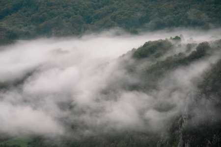 Foggy morning over the forest in the Carpathian mountains.の写真素材
