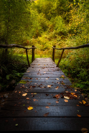 Wooden walkway in autumn forest with fallen leaves.の写真素材