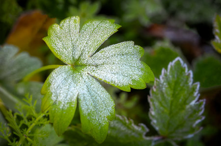 Frosted leaves in the forest in the early morning.